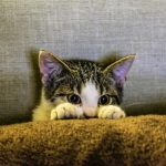 Cute tabby kitten peering over a cozy brown blanket with curious eyes.