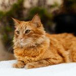 Charming ginger cat lying on a cozy white blanket indoors, looking calm and content.