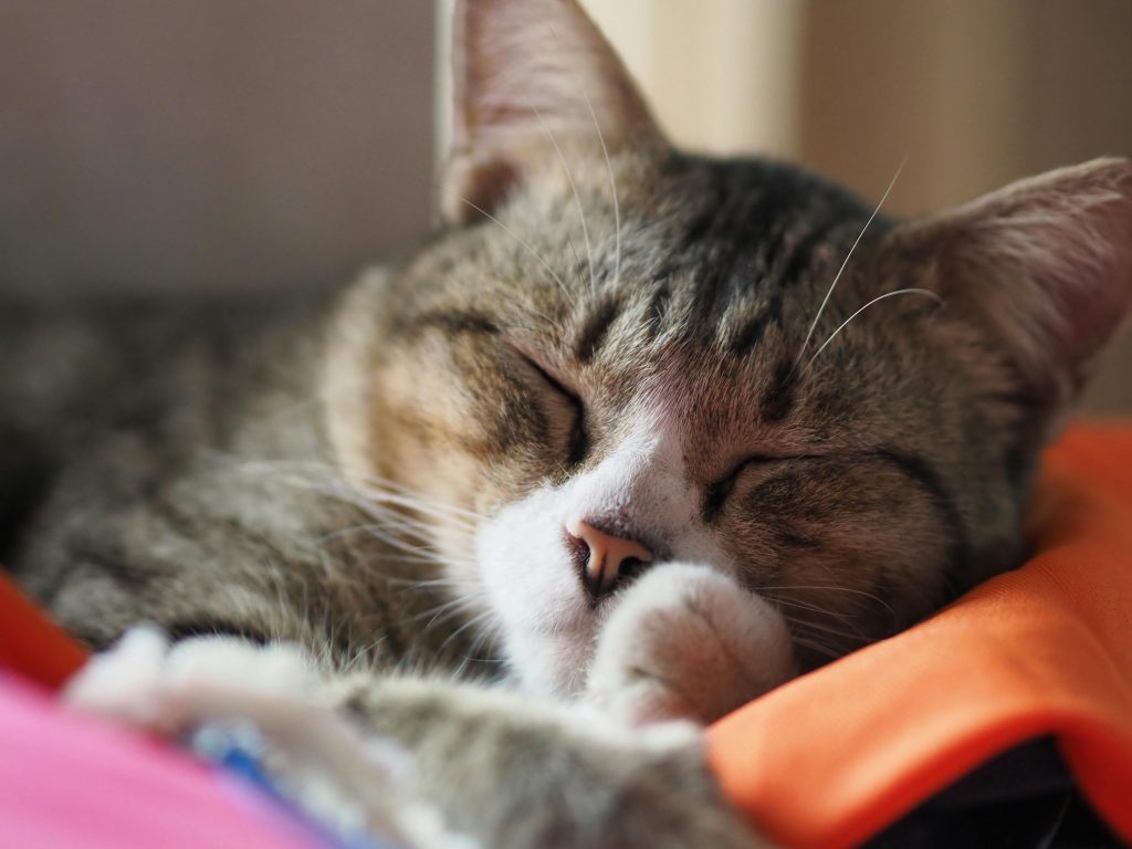 Close-up shot of a tabby cat peacefully sleeping indoors, capturing a serene and warm atmosphere.