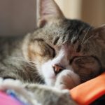 Close-up shot of a tabby cat peacefully sleeping indoors, capturing a serene and warm atmosphere.